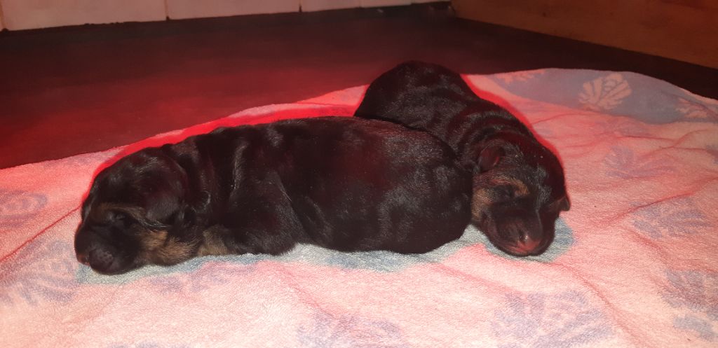 Du fosse des pandours - Chiot disponible  - Berger Allemand