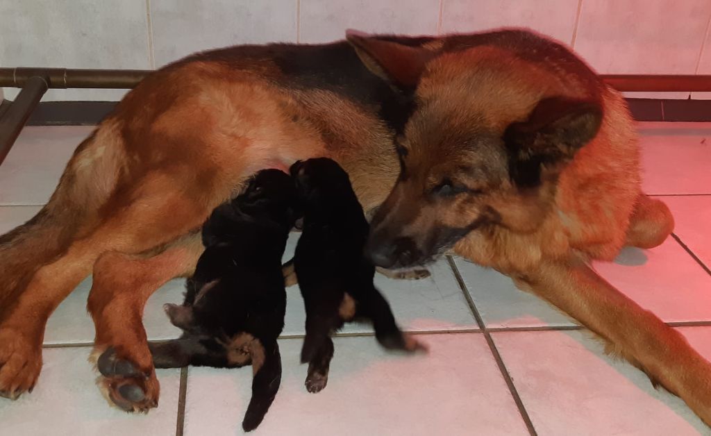 chiot Berger Allemand Du fosse des pandours