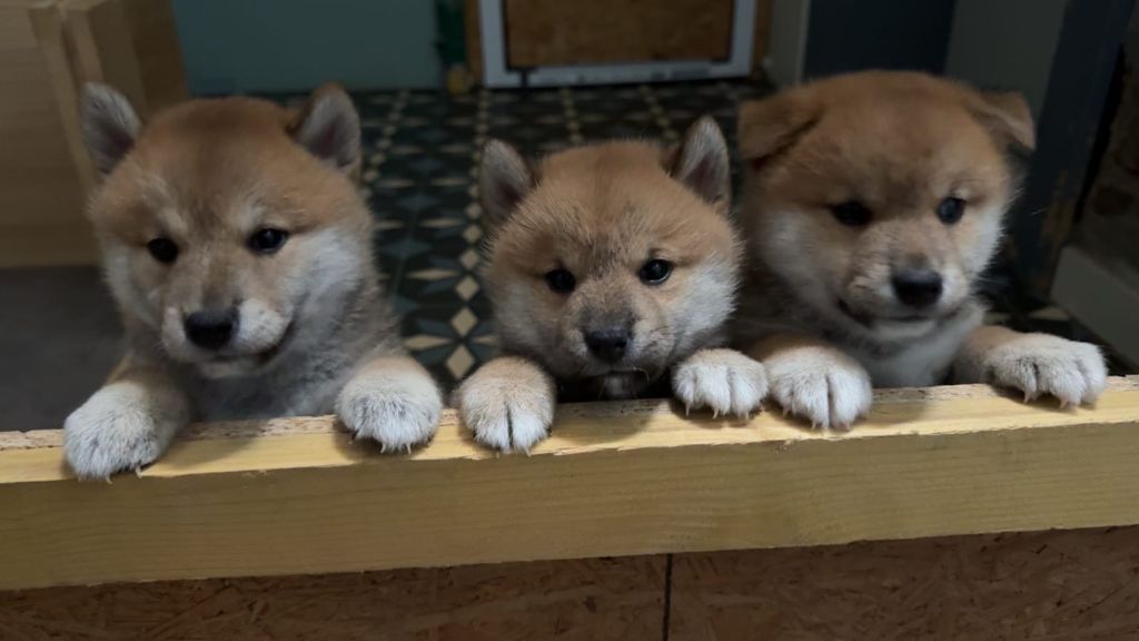 chiot Shiba Du fosse des pandours