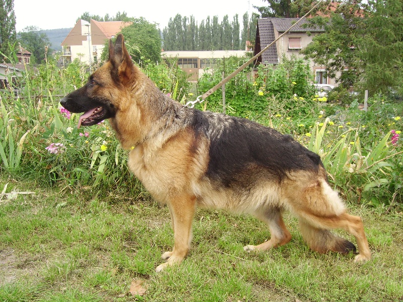 Telma Du fosse des pandours