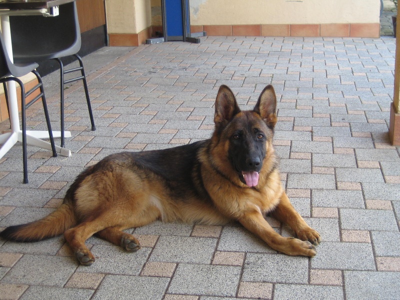 Ginna Du fosse des pandours