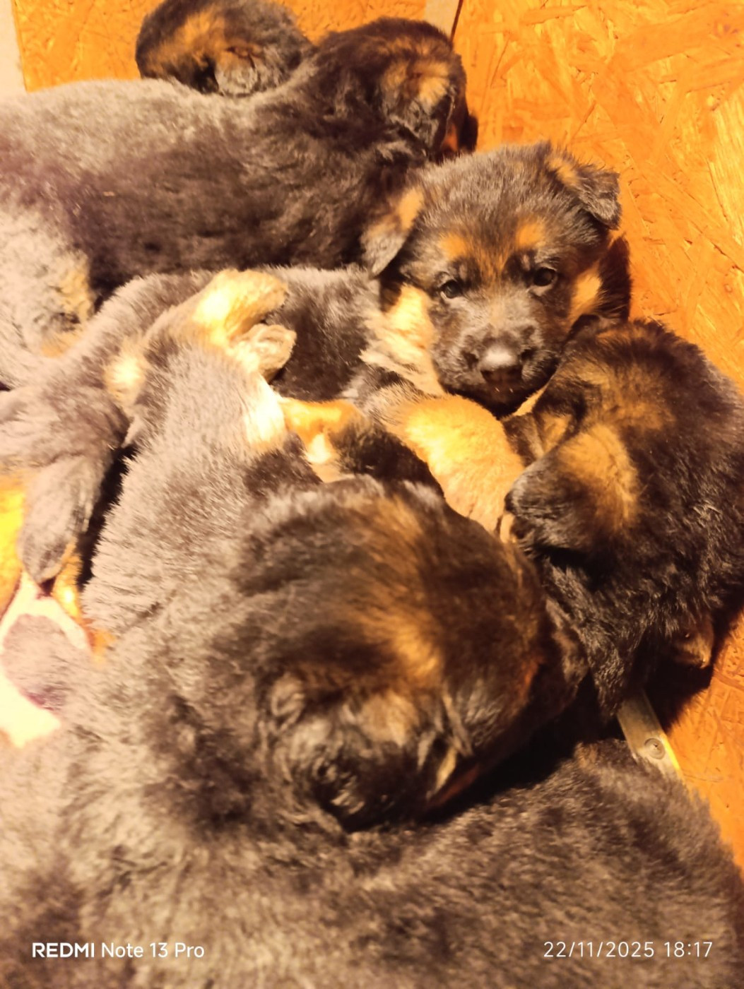 Du fosse des pandours - 2 mâles poil long disponibles