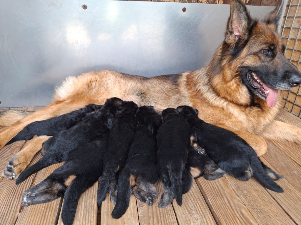 TORNADE ET SES 8 BEBES 