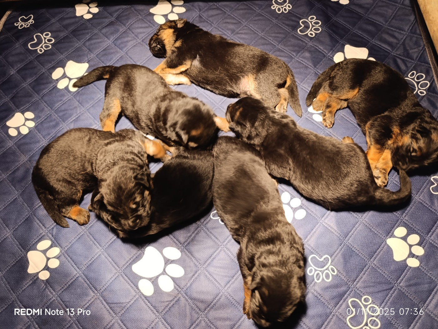Du fosse des pandours - Chiots disponibles - Berger Allemand