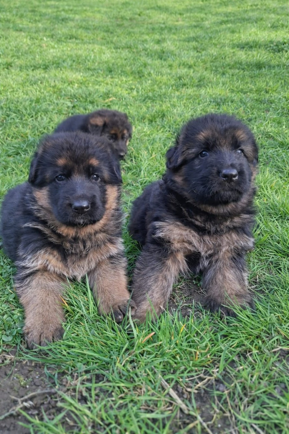 Du fosse des pandours - Berger Allemand - Portée née le 12/02/2026