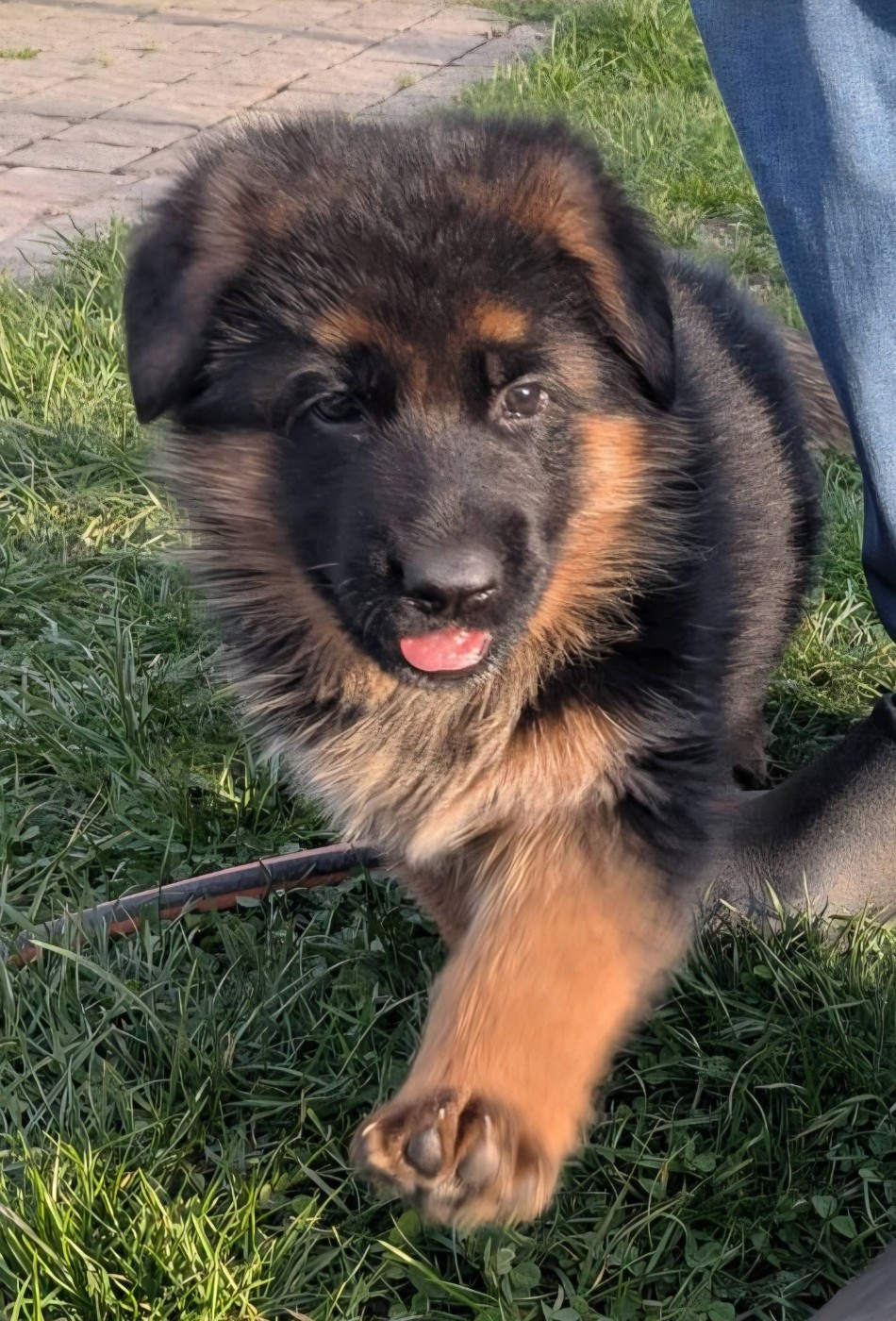 Chiot Berger Allemand Du fosse des pandours