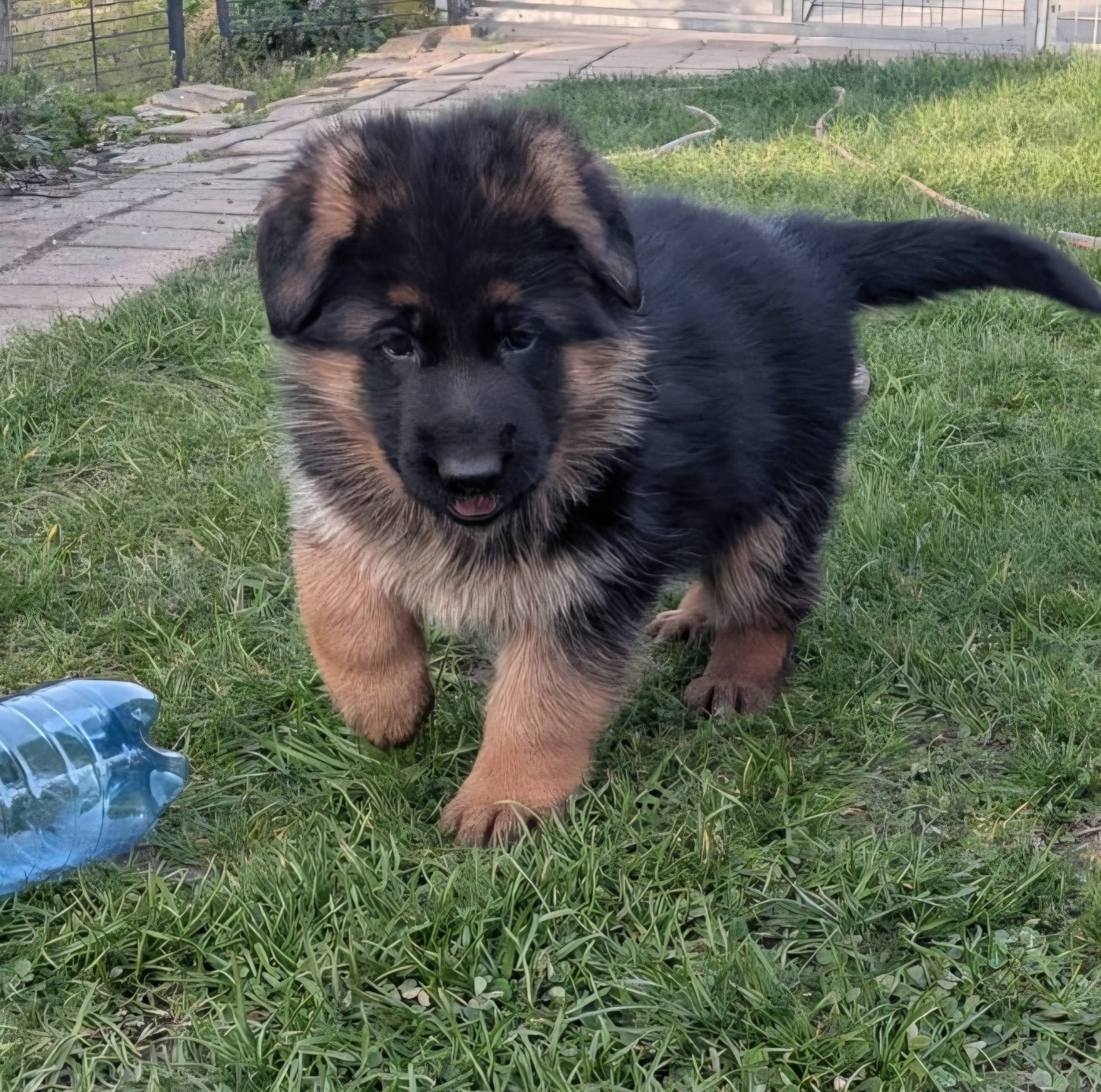 Du fosse des pandours - Chiots disponibles - Berger Allemand