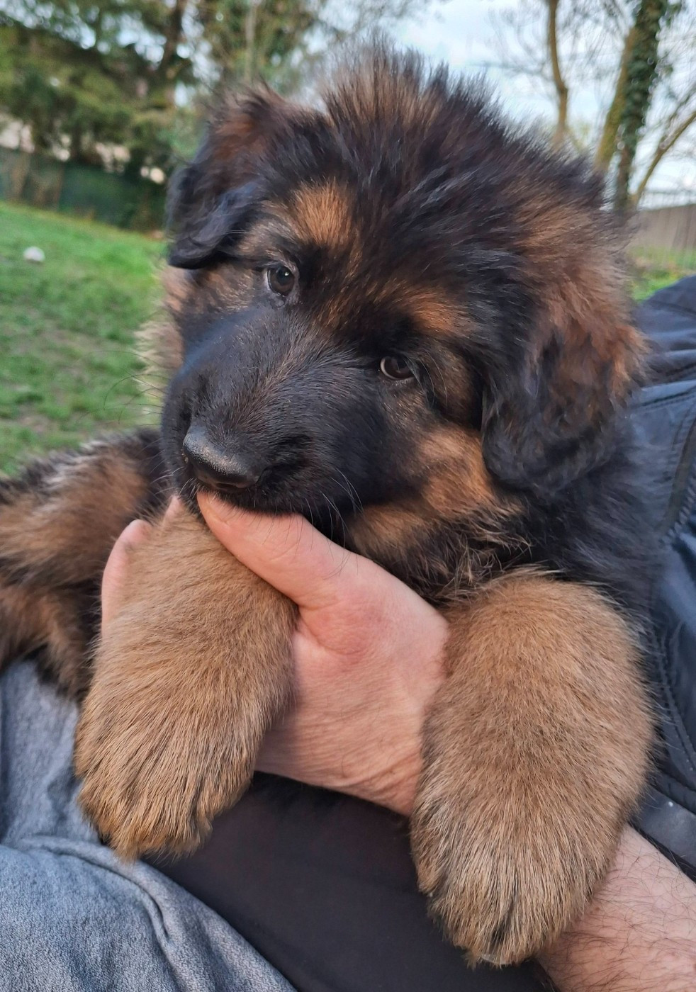 Du fosse des pandours - Chiots disponibles - Berger Allemand