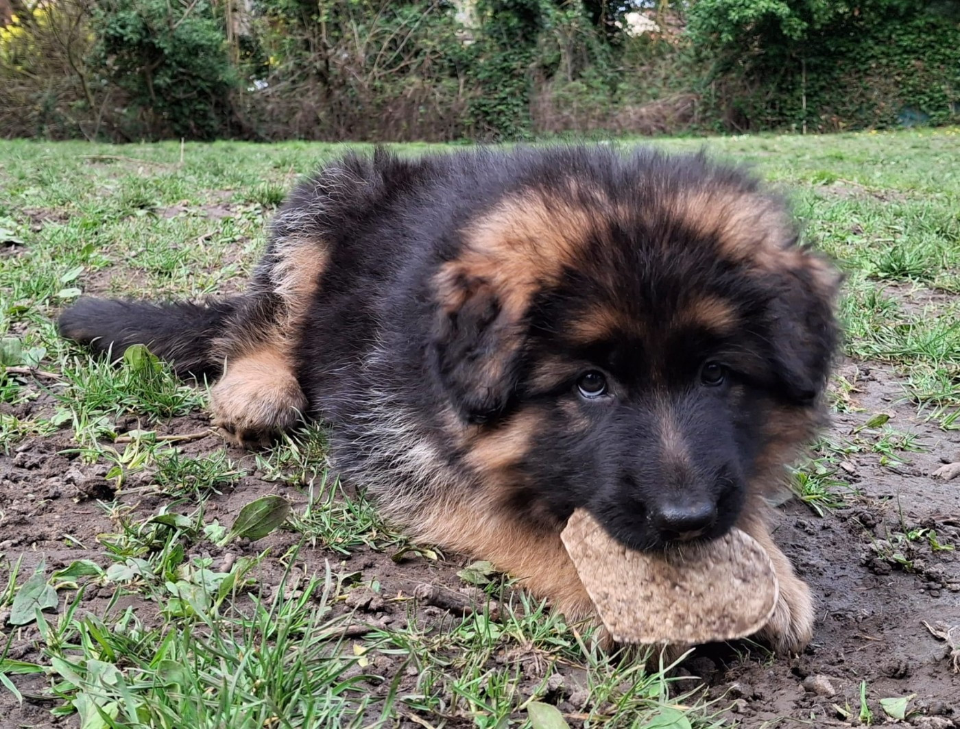 Du fosse des pandours - Chiots disponibles - Berger Allemand