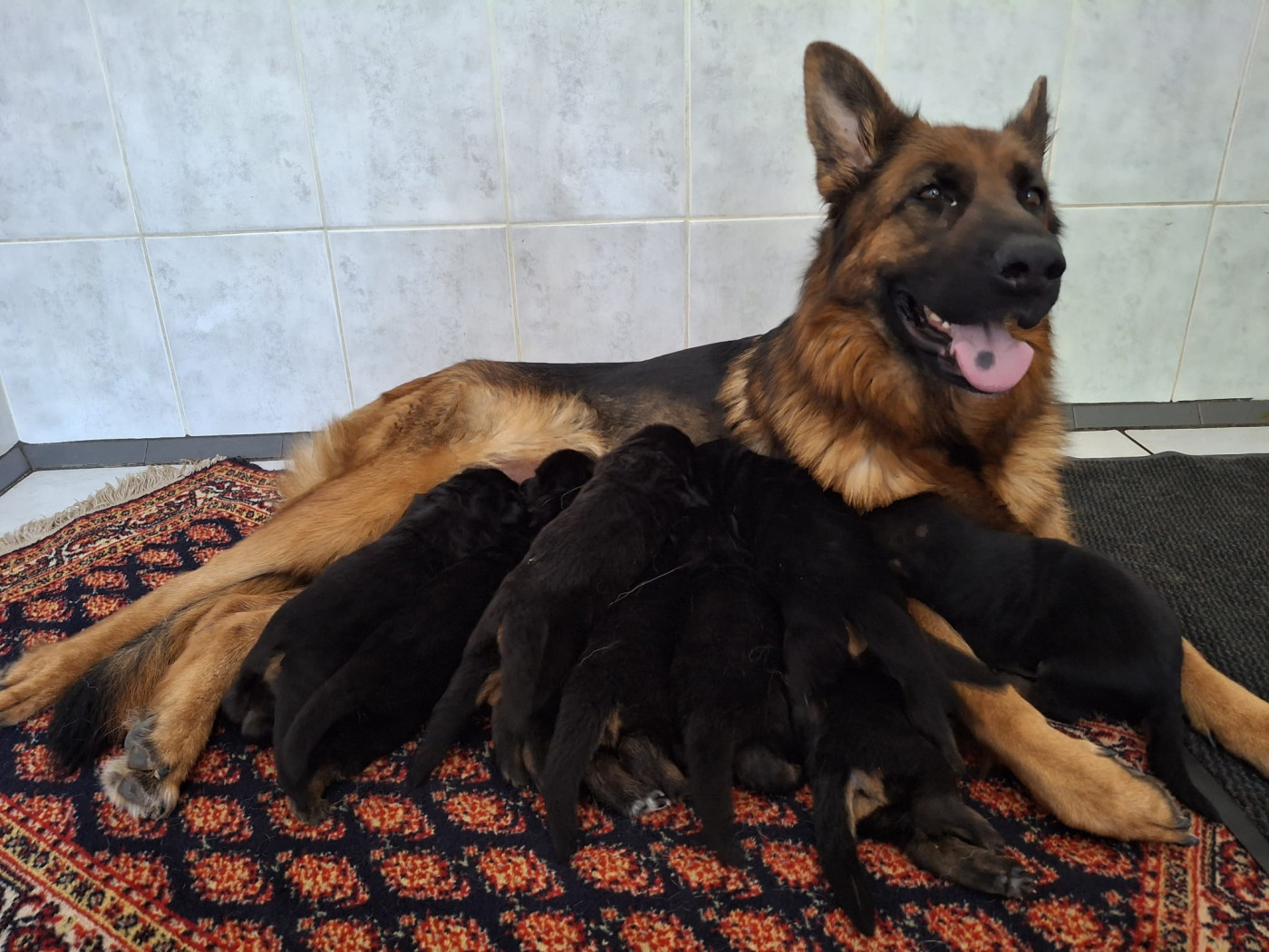 Chiot Berger Allemand Du fosse des pandours