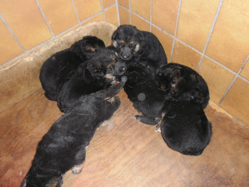Du fosse des pandours - Berger Allemand - Portée née le 30/10/2012