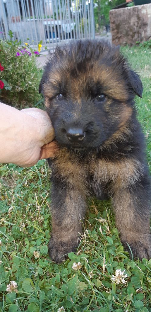Chiot Berger Allemand Du fosse des pandours