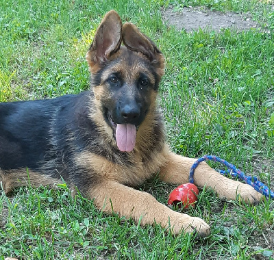 CHIOT 1