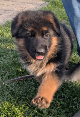 CHIOT 1