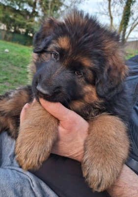 CHIOT 3