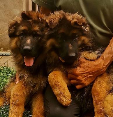 CHIOT 3