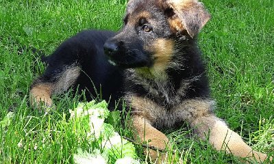 CHIOT 1