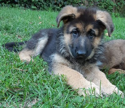 CHIOT 2