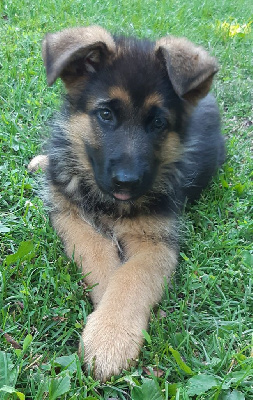 CHIOT 1