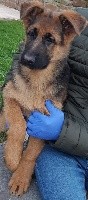 CHIOT